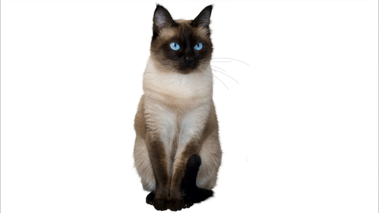 Купить Сиамскую Кошку Нижний Новгород