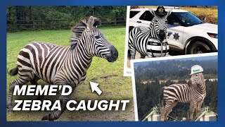 🦓 Escaped meme’d zebra finally caught after nearly a week on the run by News Refresh 37 views 11 days ago 2 minutes, 28 seconds