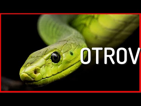 Video: Otrovna vrsta zmija