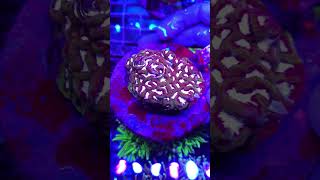 Coral 20 WhatsApp(797240049) #rafakoralowa #korallen #reeftank #akwarystykamorska #riffaquarium
