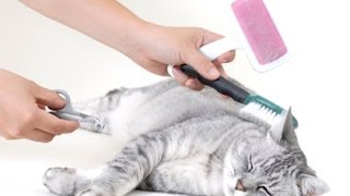 Comment faire le toilettage de son chat  couper les griffes  les soins félins et plus