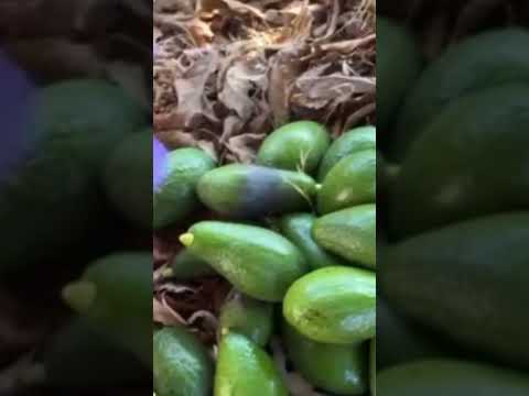 Harvesting Avocado part