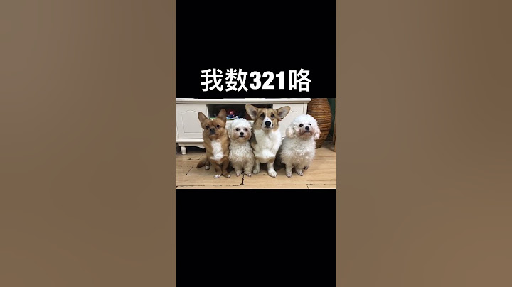 Dogs in the past admitted their mistakes VS dogs today admit their mistakes