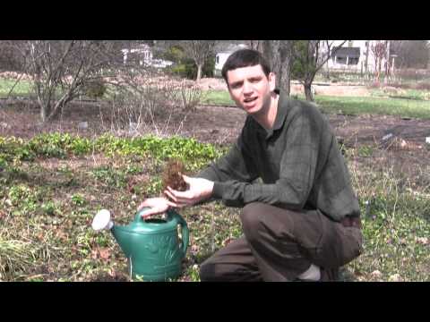 Video: Should You Deadhead Foxgloves: Sfaturi despre plantele Deadhead Foxglove