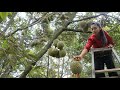 Harvest Durian in my homeland - Healthy fruit