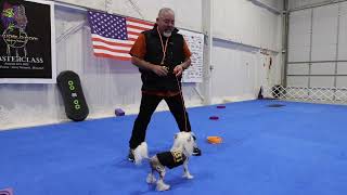 Eliminate Bait Surfing dogs - With Eric Salas by Eric Salas Workshops Training Channel 894 views 2 months ago 6 minutes, 34 seconds