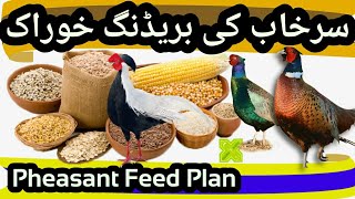 Pheasant Breeding Feed Formula. Surkhab Ki Khurak. Breeding Food for Pheasants. Feeding of Pheasants