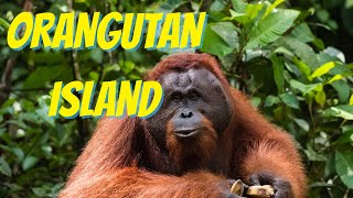 We Visited Orangutan Island | Perak, Malaysia
