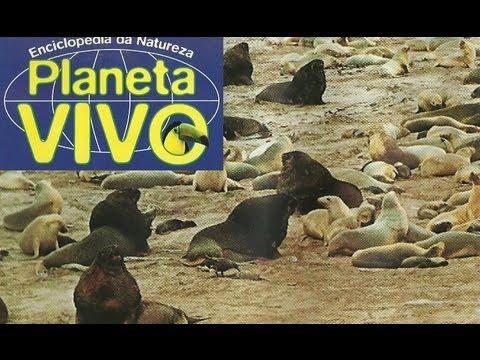 Vídeo: Descanse Na Costa Do Esqueleto