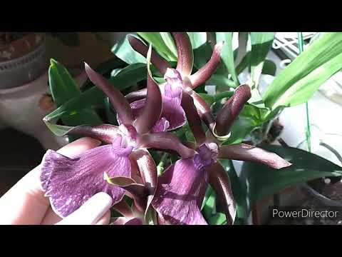 #Орхидеи# Как зацвести Зигопеталум! 🙂Мой секрет! 😁👍😁