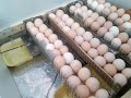 Самодельные лотки на 110 куриных яиц.