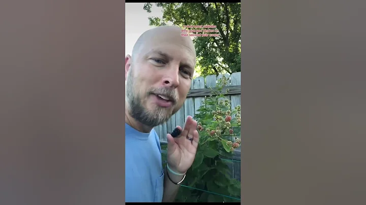 3 Facts About Growing Blackberries