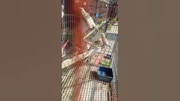 fawn java#short video