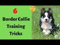 How to Train a Border Collie? 6 Border Collie Tricks and Commands