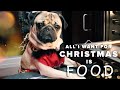 All i want for christmas is food  doug the pug