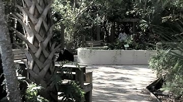 Cookman Alphas 2011 Step Show Intro. Video