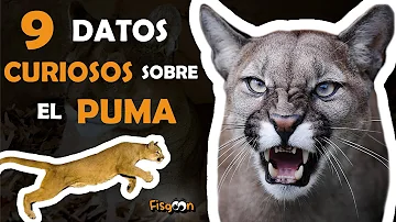 ¿De qué color es un puma?