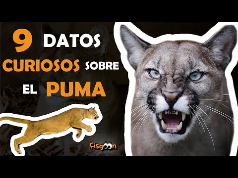 Video: ¿Dónde vive el puma en la naturaleza?