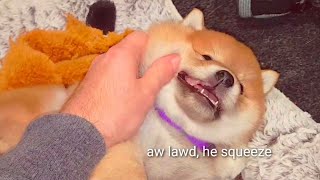 Vidéos Shiba Inu Chiens De Race Shiba Inu En Vidéo Wamiz