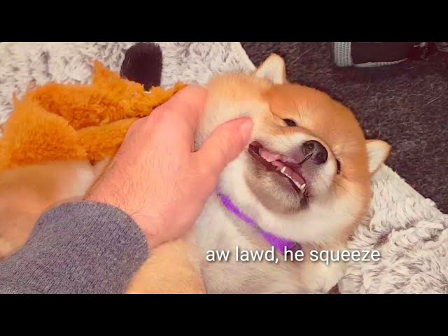 Them Choncky Cheeks Shiba Inu Puppies With Captions