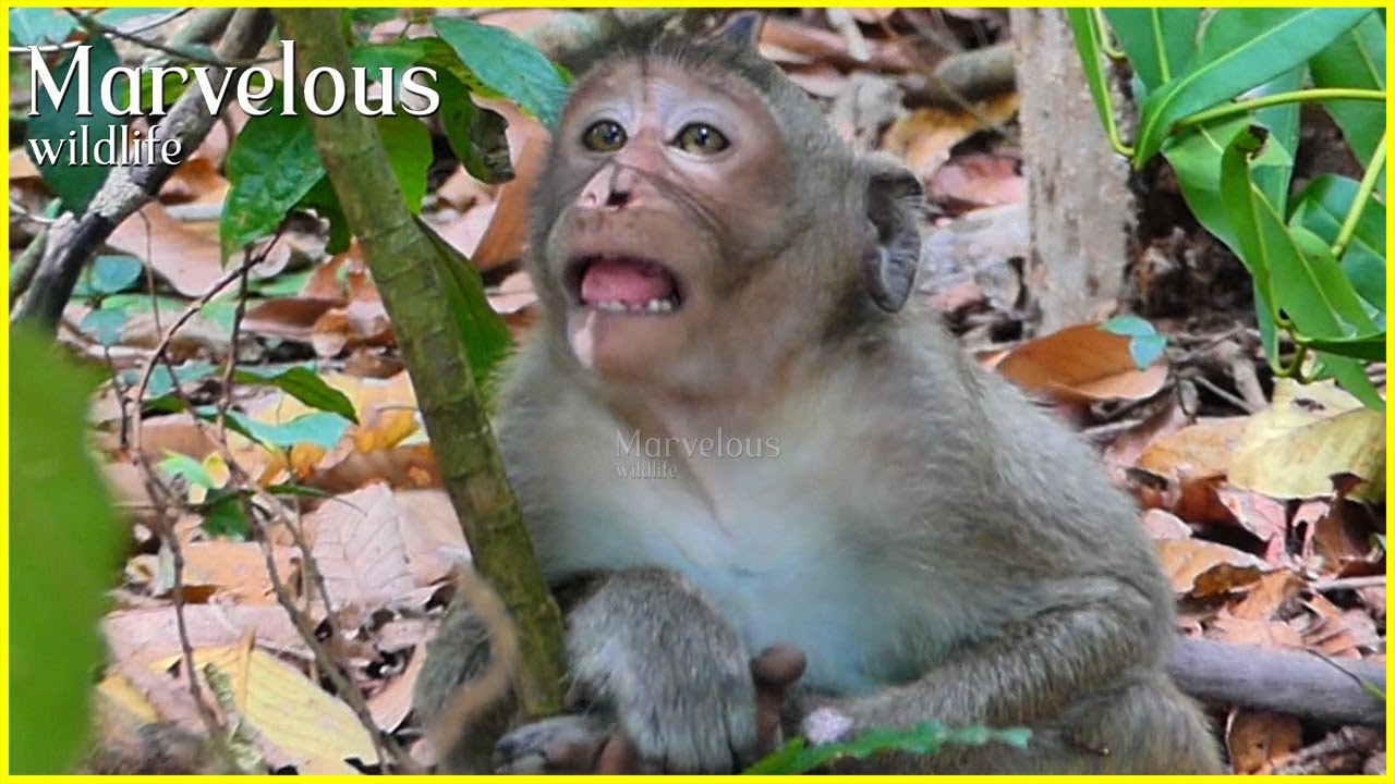 O/rphan l!fee...! Jonna was d/isappointedd after Amaya s/eparatedd communication with Jade