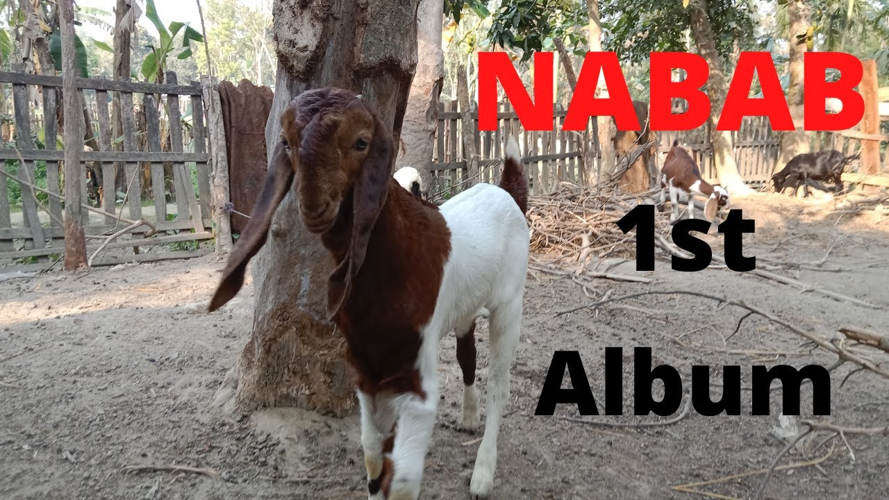 "Nabab" cute baby goat Album. Cutest baby goats compliation. preaching