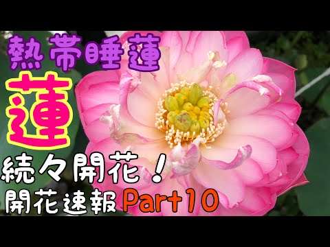 はな睡蓮(ピンク)、トンカ豆、ロイヤルアンバー、セブンゲーツ はな睡蓮(ピンク)、トンカ豆、ロイヤルアンバー、セブンゲーツ