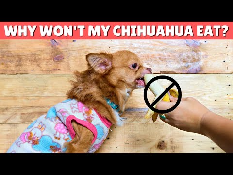 Video: Această afecțiune afectează 80% din Chihuahua. Pupa dvs. este fără probleme?