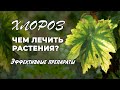 Препараты против хлороза у растений. Как и чем лечить.