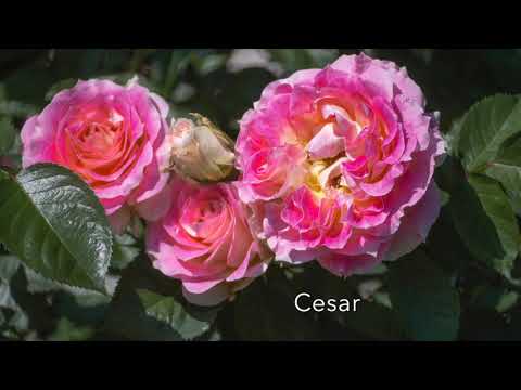 О любимых сортах роз: Cesar, Mme De Stael, Acropolis, Laurent Cabrol, Rosomane Janon 30.06.2021