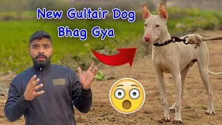 New Gultair Dog Bhag Gya  || Waliti Gultair Dog || Zain Ul Abideen