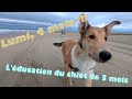 Vlog 2 lumi 4 mois  lducation dun chiot de 3  4 mois