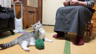 ばあばが編み物してたときの猫の反応が和やかすぎました…笑