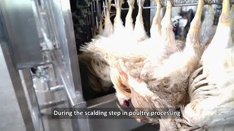 Revolutionizing Poultry Processing: Bekzod
