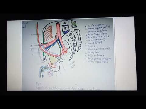 Vidéo: Où est l'artère du canal déférent ?