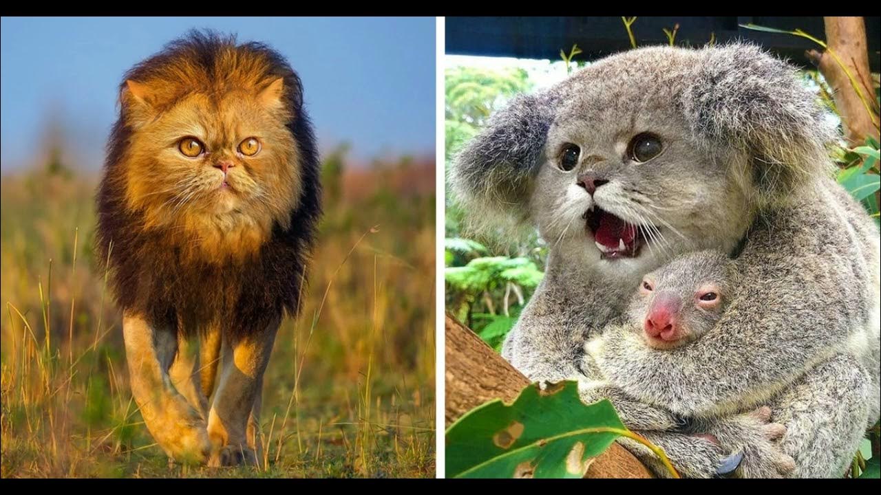 Пятнистохвостая сумчатая куница. Леопард снежный барс ягуар. Дружба животных разных видов. Гиеновидная собака в танзании. Сумка кенгуру у кенгуру.