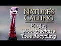 Natures calling  eagles woodpeckers christmas tree recycling jan 2024