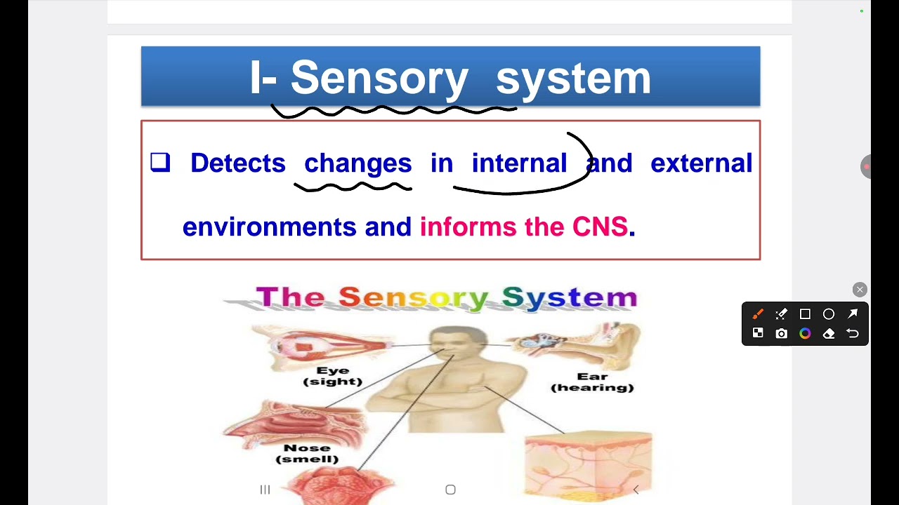 Lec 1 physiology (nervous system)HUE Dr Rawan Salam