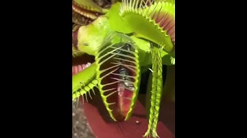 Can’t touch this 🪰#meme #fyp #ytshorts #recommended #bugs #video #dankmeme #venusflytrap