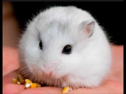 Video: Hamster Dişlərini Necə Sağlam Tutmaq Olar