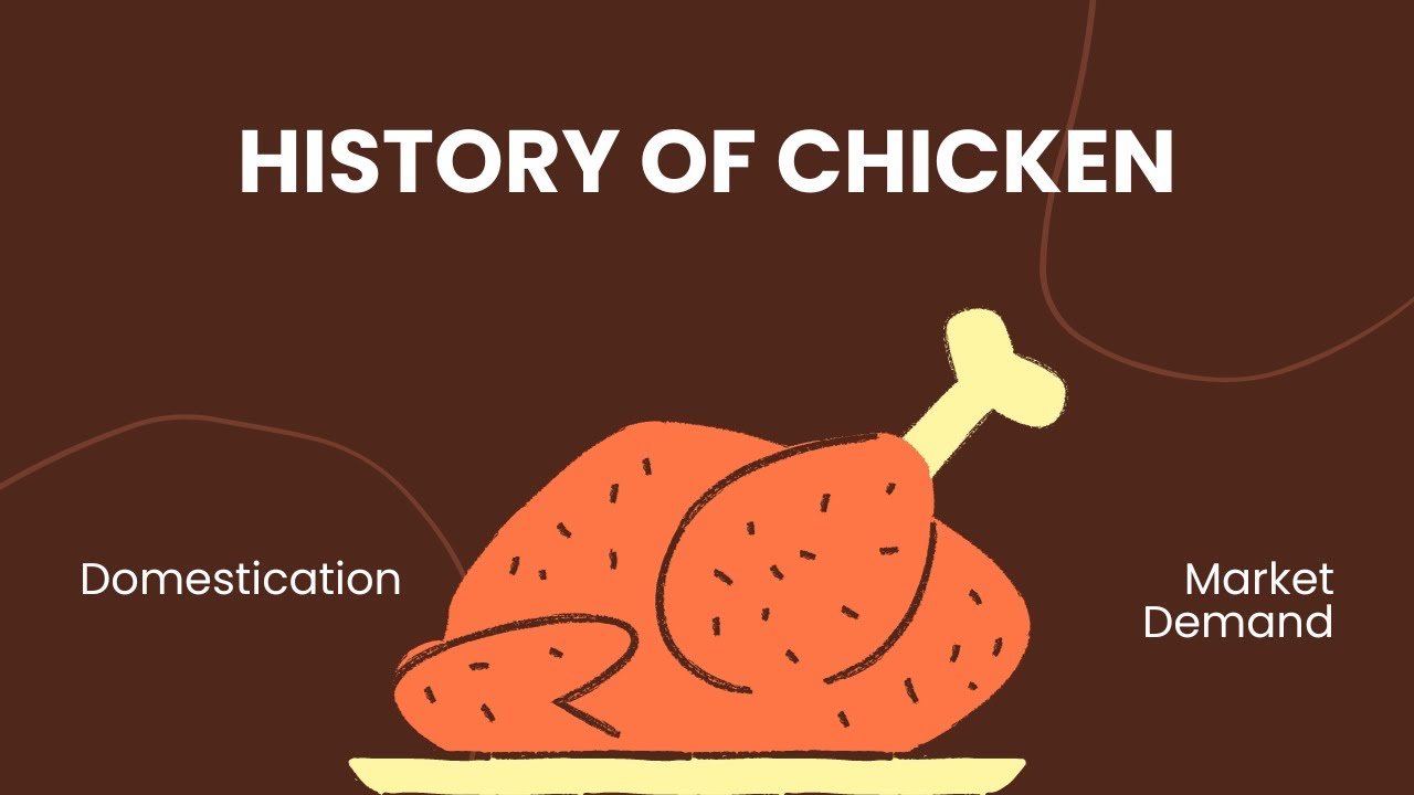 The Epic Journey of the Chicken History of Chicken YouTube