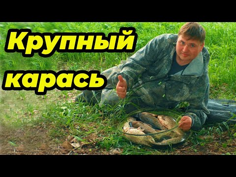 Фидер на сильном течении. Рыбалка на реке Дон 2023