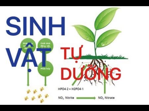 Video: Sinh Vật Tự Dưỡng Là Gì