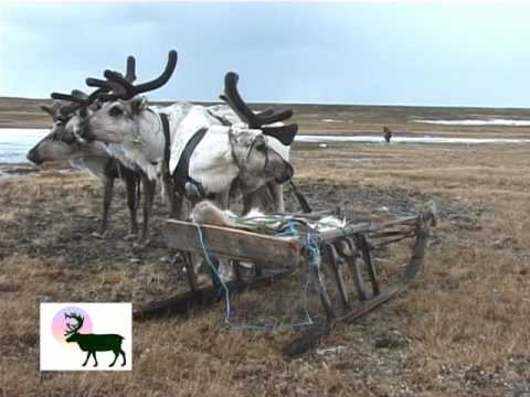 Видео: Весенняя рыбалка, ненцы, тундра