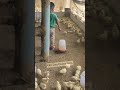 छोटा फार्मर 😄 #trending #viral #video #kkfarm #poultry #broiler #farming #business #reels #ytshorts