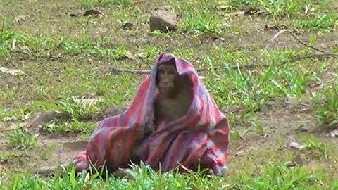 Funny Monkey Ninja Jack Make Alot of Funny & Happy To Play With Scarf