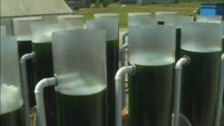 Biofuels from Algae Project  Brunswick Community College Center for Aquaculture & Biotechnology