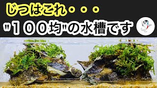 100円アクアリウム 100均の水槽でコケリウムを作ってみた Youtube