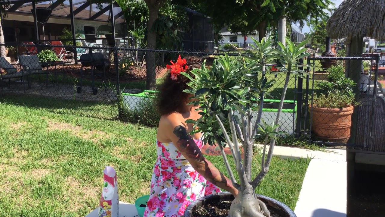 When to fertilizer you desert roses and succulent YouTube