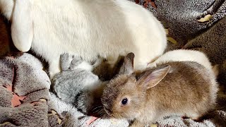 1 Month Old Baby Rabbits feeding milk and trying new food 4K